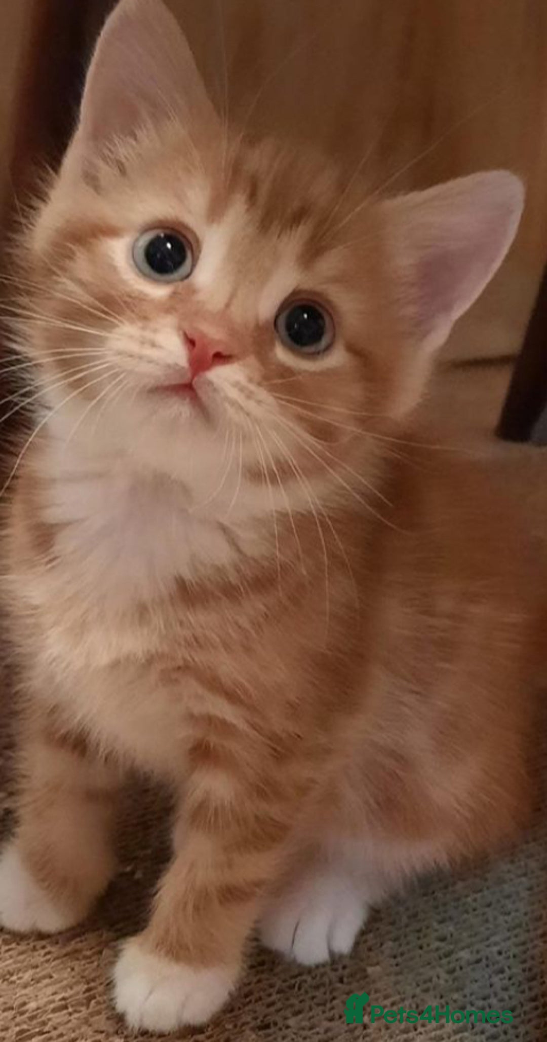 Mixed Breed cats for sale: Kittens available ( ready now ) - Image 1