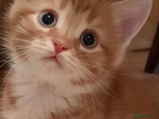 Mixed Breed cats for sale - Advert 1