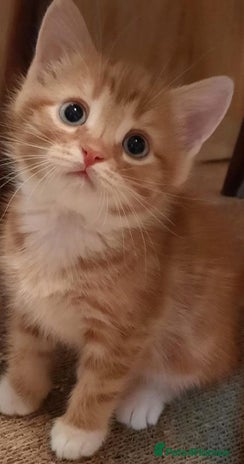 Mixed Breed cats - Advert 7