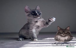 Maine Coon cats for sale: 🌟🌟Beautiful Maine Coon kittens 🌟🌟 - Image 8