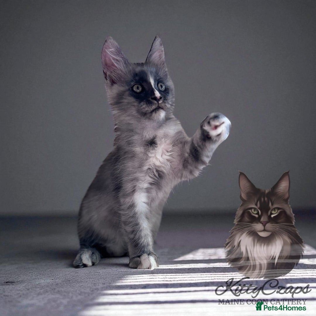 Maine Coon cats for sale: 🌟🌟Beautiful Maine Coon kittens 🌟🌟 - Image 8