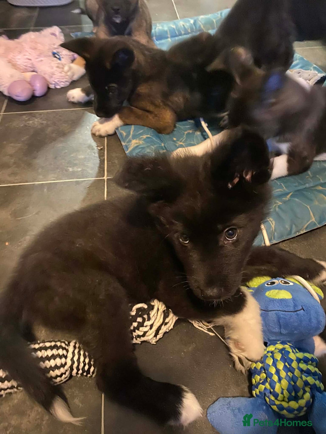 Mixed Breed dogs for sale: Chunky Akita/Huskita mix puppies - Advert 4