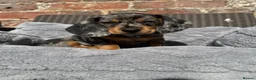 Dachshund dogs for sale: LAST 2 DACHSHUNDS LOOKING FOR THEIR FOREVER HOMES - Advert 16
