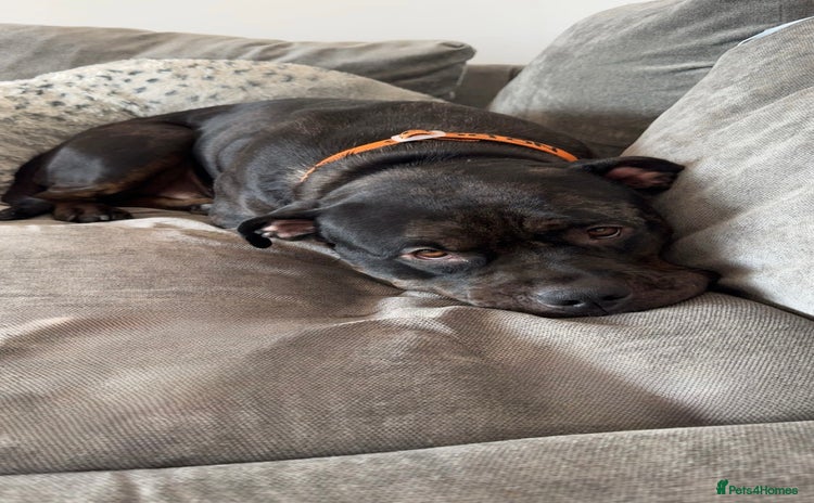 Mixed Breed dogs - Advert 1