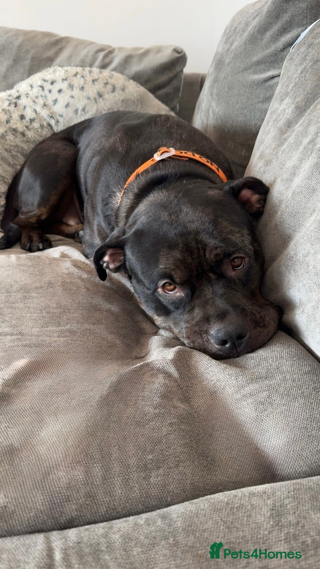 Mixed Breed dogs for sale: staffy x rottweiler 2 years old rehome  - Image 1