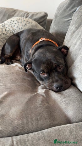 Mixed Breed dogs - Advert 14