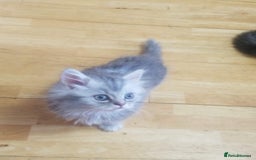 Mixed Breed cats for sale: 1 boy and 1 girl kitten - Image 1