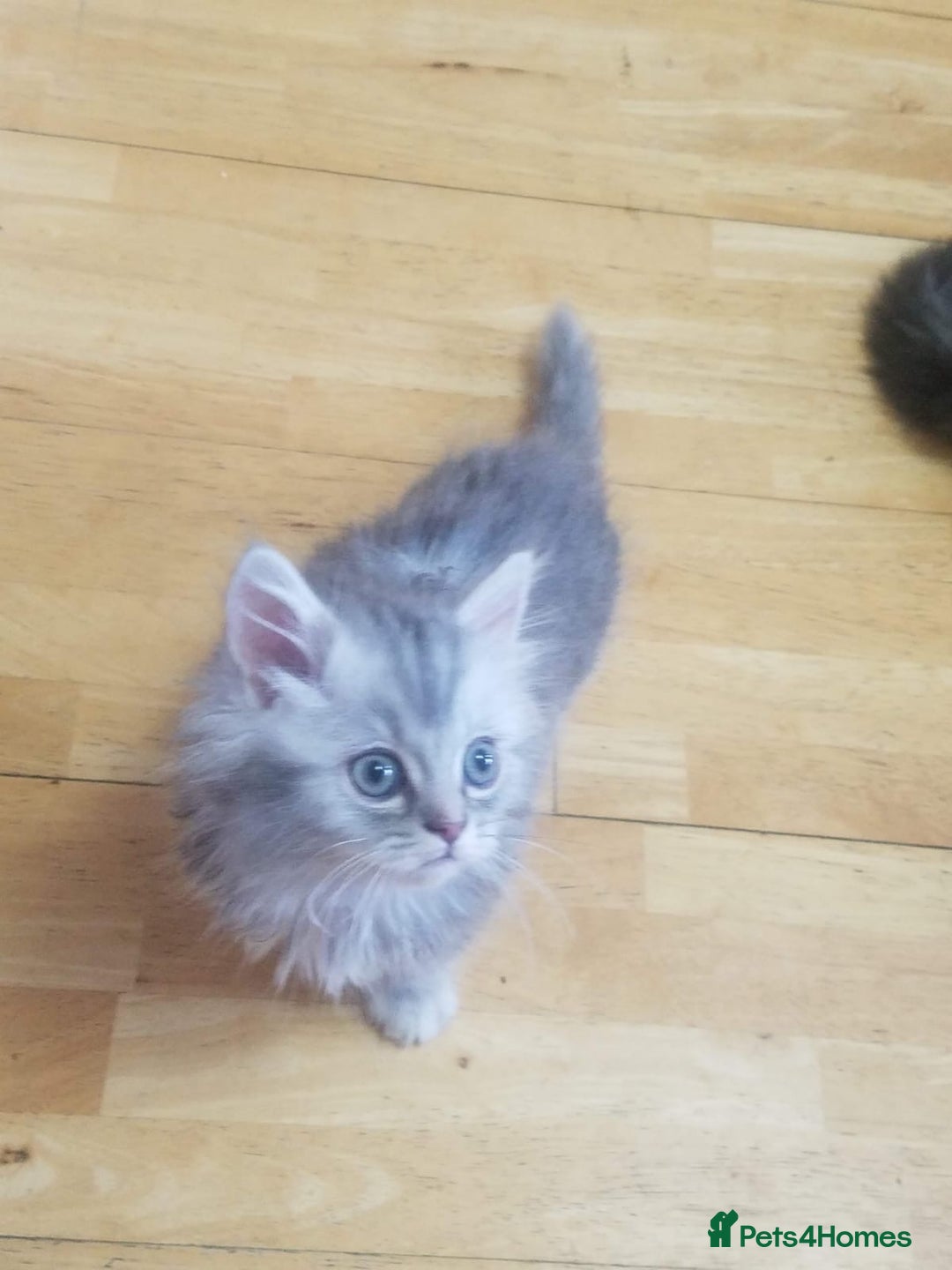 Mixed Breed cats for sale: 1 boy and 1 girl kitten - Image 1