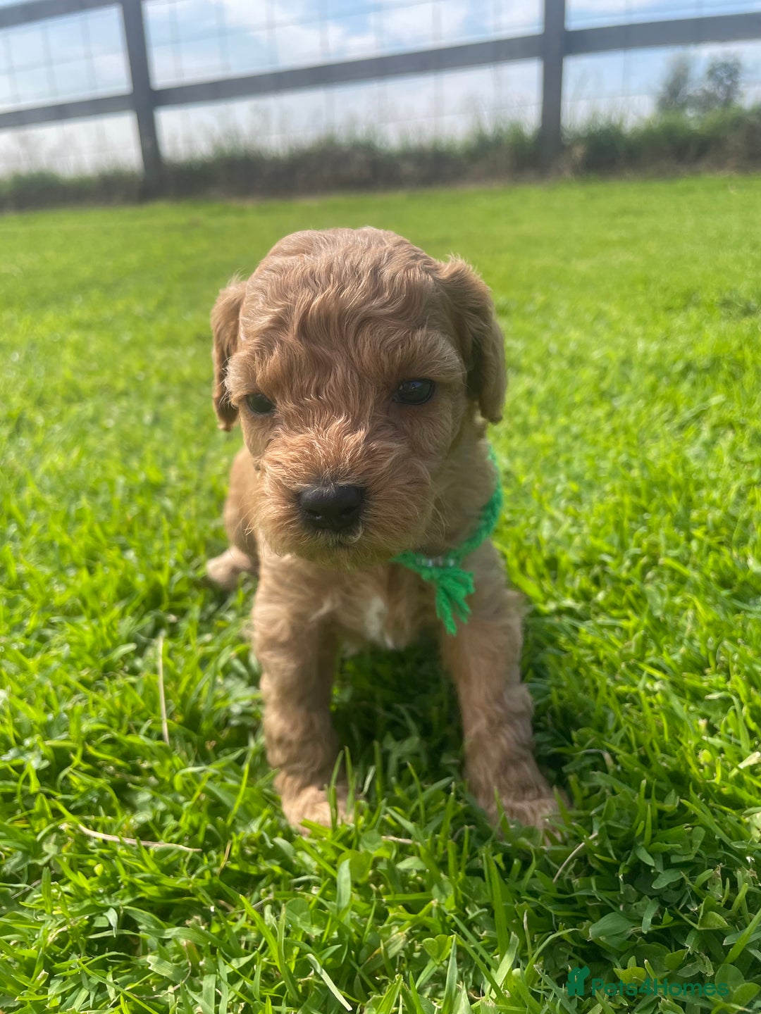 Maltipoo dogs for sale: Adorable F1b Maltipoo Puppies 4 Boys Available 🐾 - Image 9