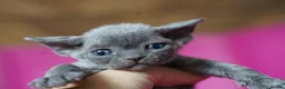 Devon Rex cats for sale: ❤️ Pure Line Devon Rex Kittens Available ❤️ - Advert 6