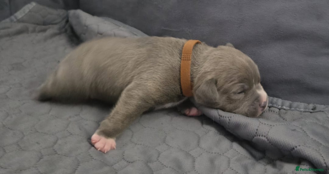 Staffordshire Bull Terrier dogs for sale: 5 staffordshire bull terrier puppies  - Advert 4