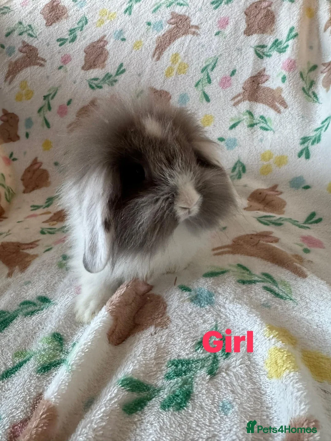 Mini Lion Lop rabbits for sale: Adorable lion lops  - Advert 2
