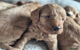 Cockapoo dogs for sale: Beautiful litter of 6 cockapoos - Image 9