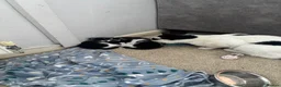 Mixed Breed cats for sale: 2 black and white kittens in Winsford - Advert 6