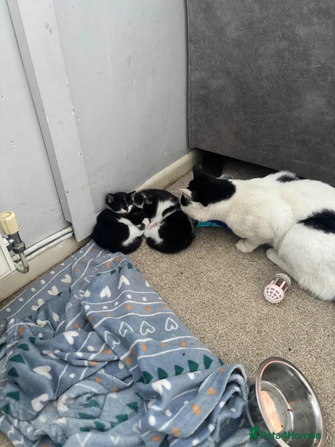 Mixed Breed cats for sale: 2 black and white kittens in Winsford - Advert 6