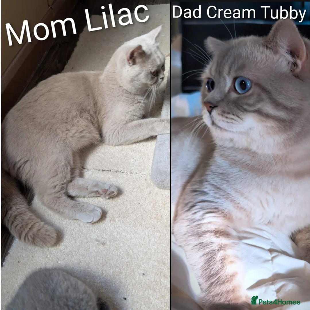 British Shorthair cats for sale: 🐾 Stunning Blue British Longhair & Shorthair  - Advert 2