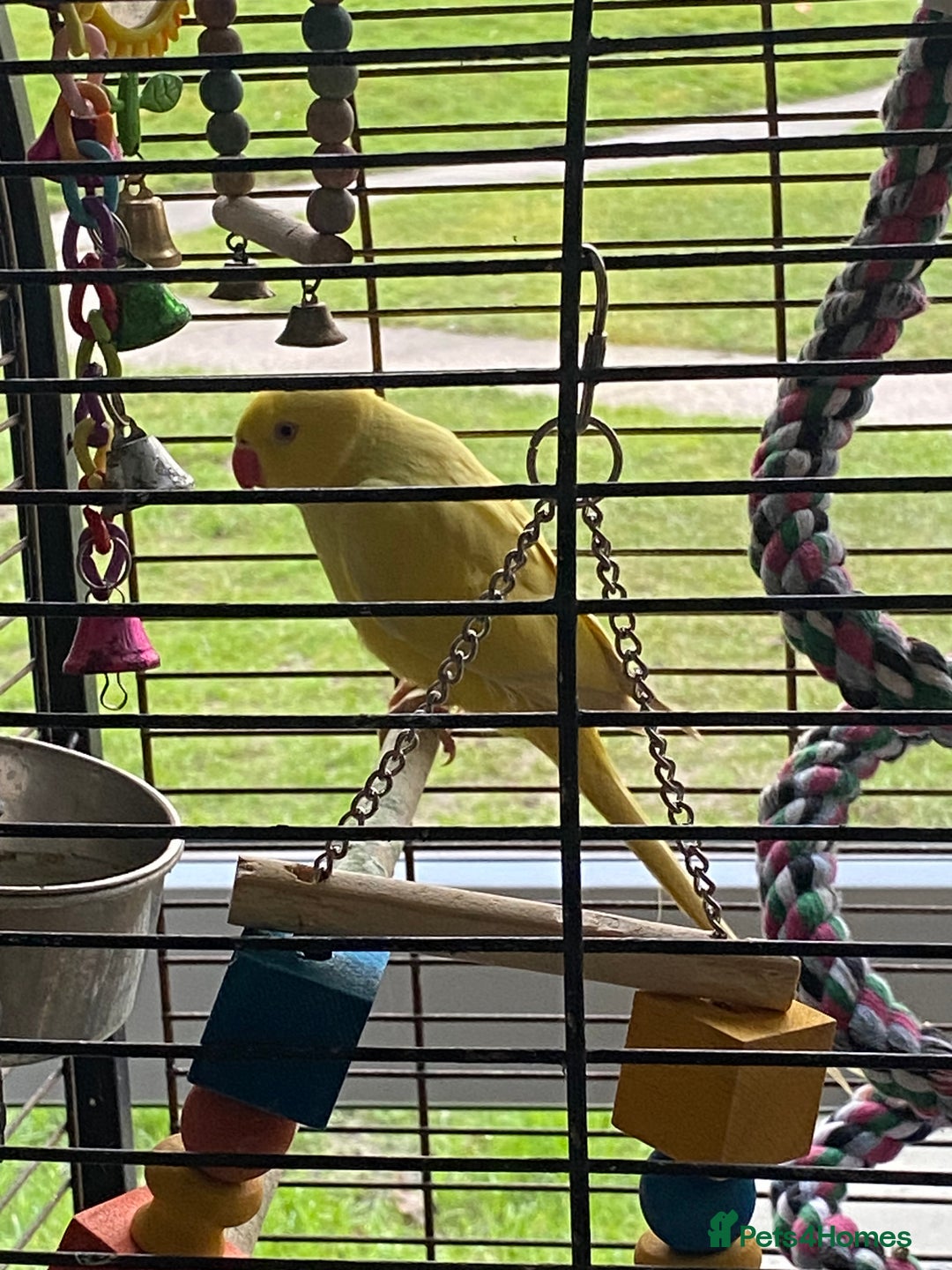 Ringnecks birds for sale: Beautiful female ring neck  - Advert 2