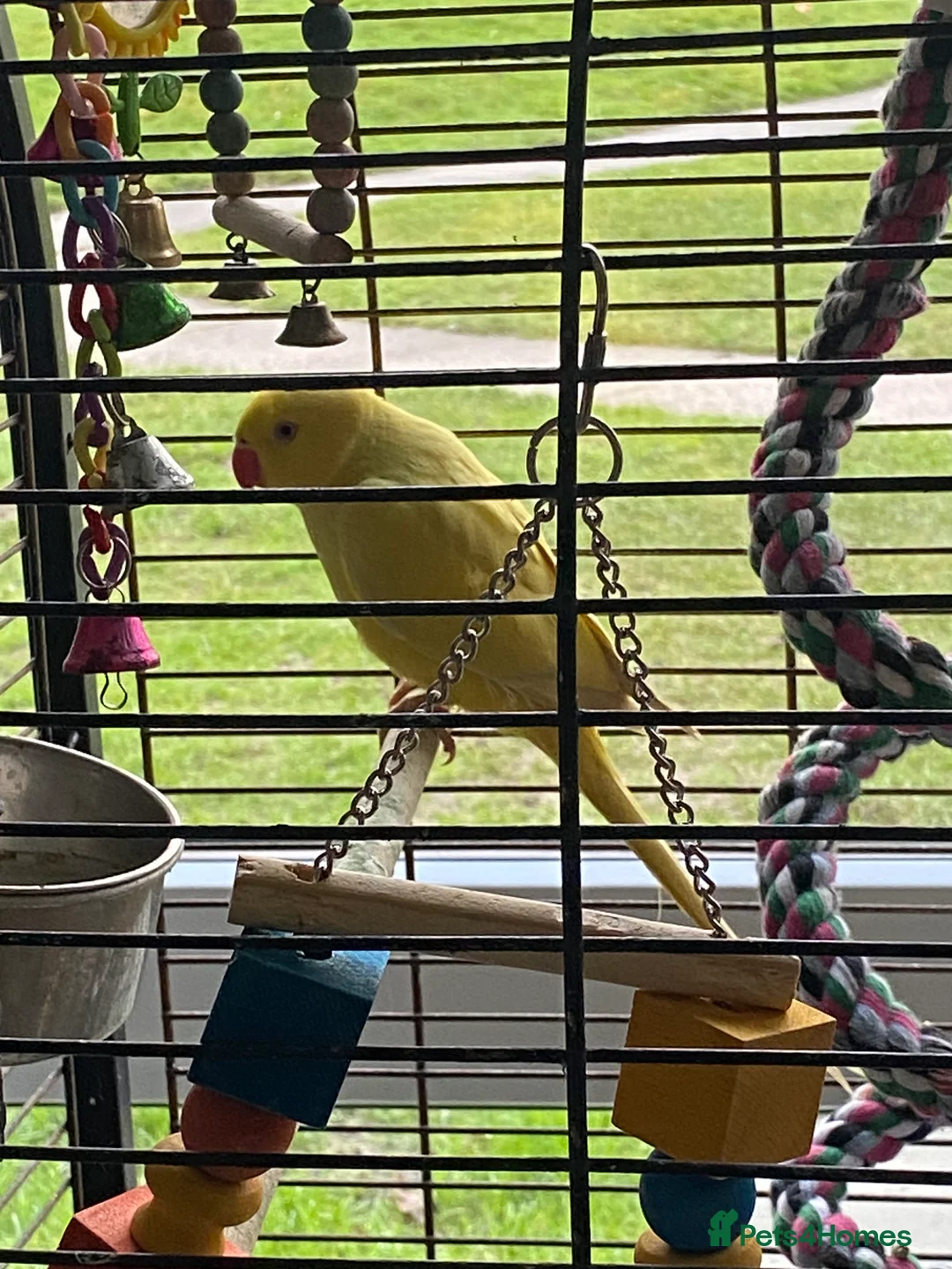 Ringnecks birds for sale: Beautiful female ring neck  - Advert 2