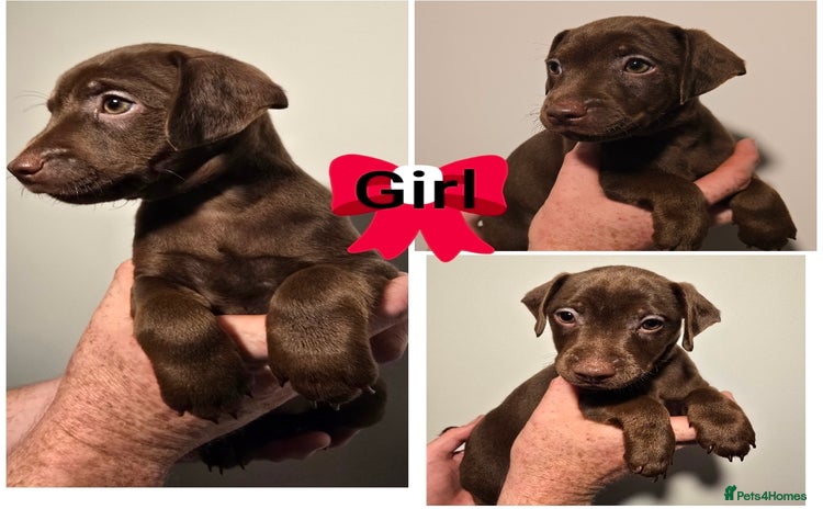 Patterdale Terrier dogs - Advert 1