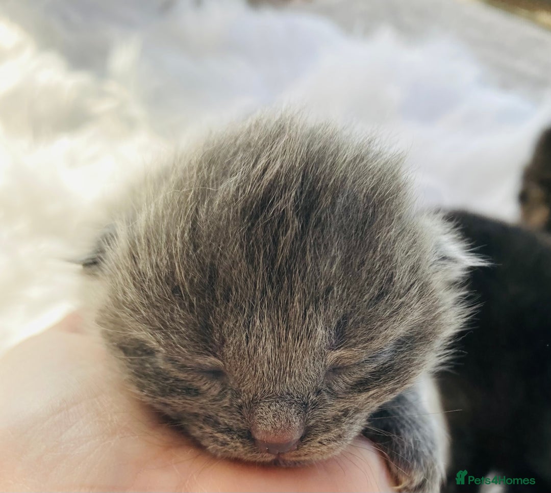 British Longhair cats for sale: British Long Hair Kittens - Image 2