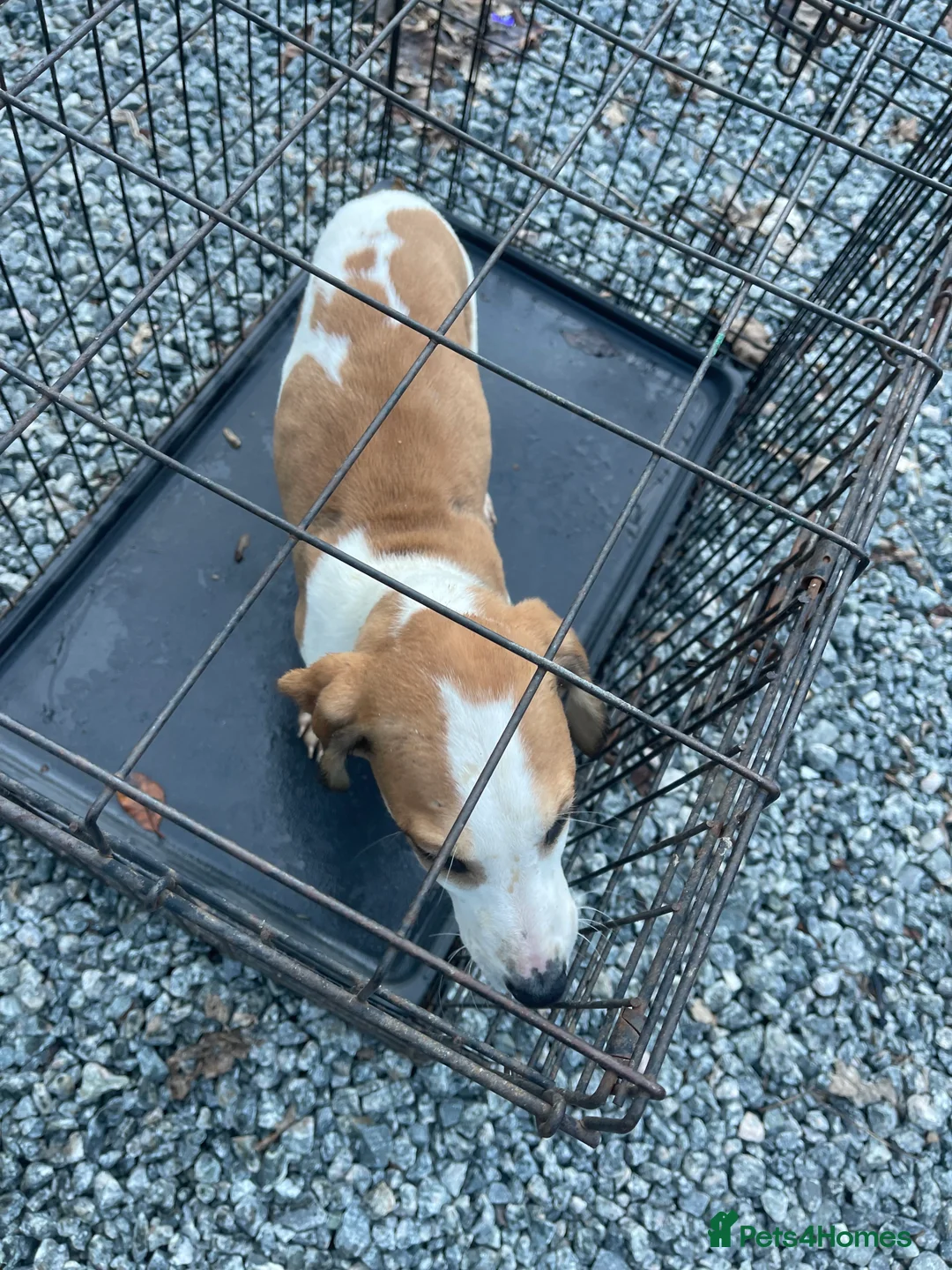 Mixed Breed dogs for sale: Saluki/greyhound puppies  - Advert 4