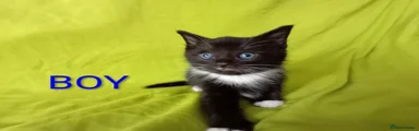 Mixed Breed Kitten 1