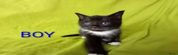 Mixed Breed cats for sale: Adorable kittens  - Advert 6