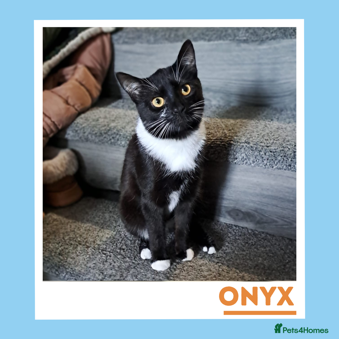 Mixed Breed cats for adoption: Dapper Wee Onyx - Advert 5