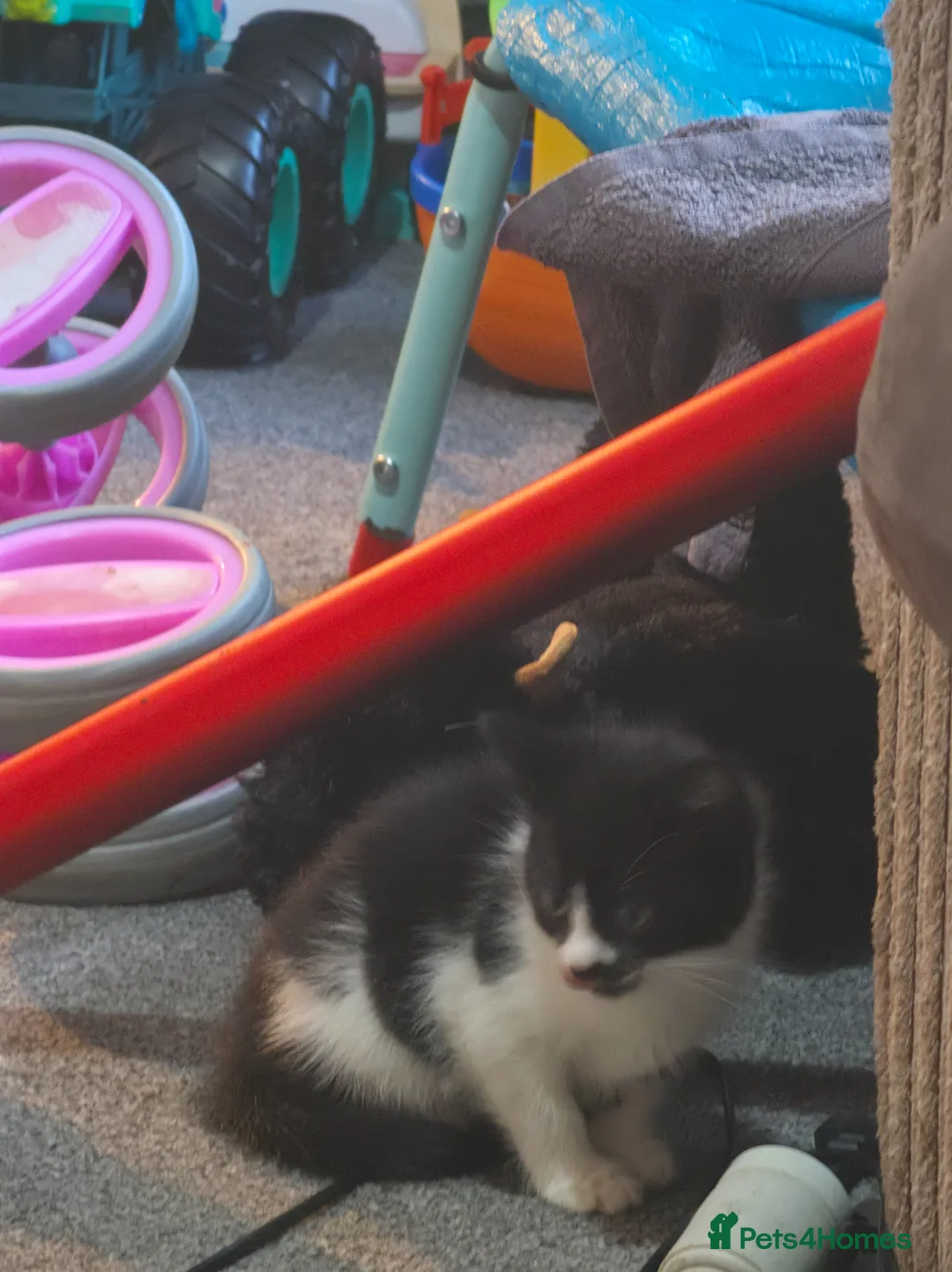 Mixed Breed cats for sale: 4 kittens - Advert 2