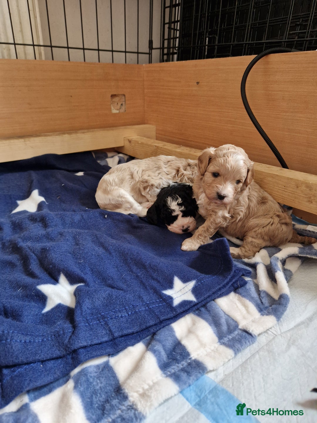 Cavapoo dogs for sale: Stunning Unique cavapoo litter  - Image 9