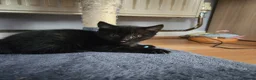 Mixed Breed cats for sale: Sweet cats looking for a good house - Advert 6