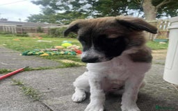 Mixed Breed dogs for adoption: Mica  - Image 5