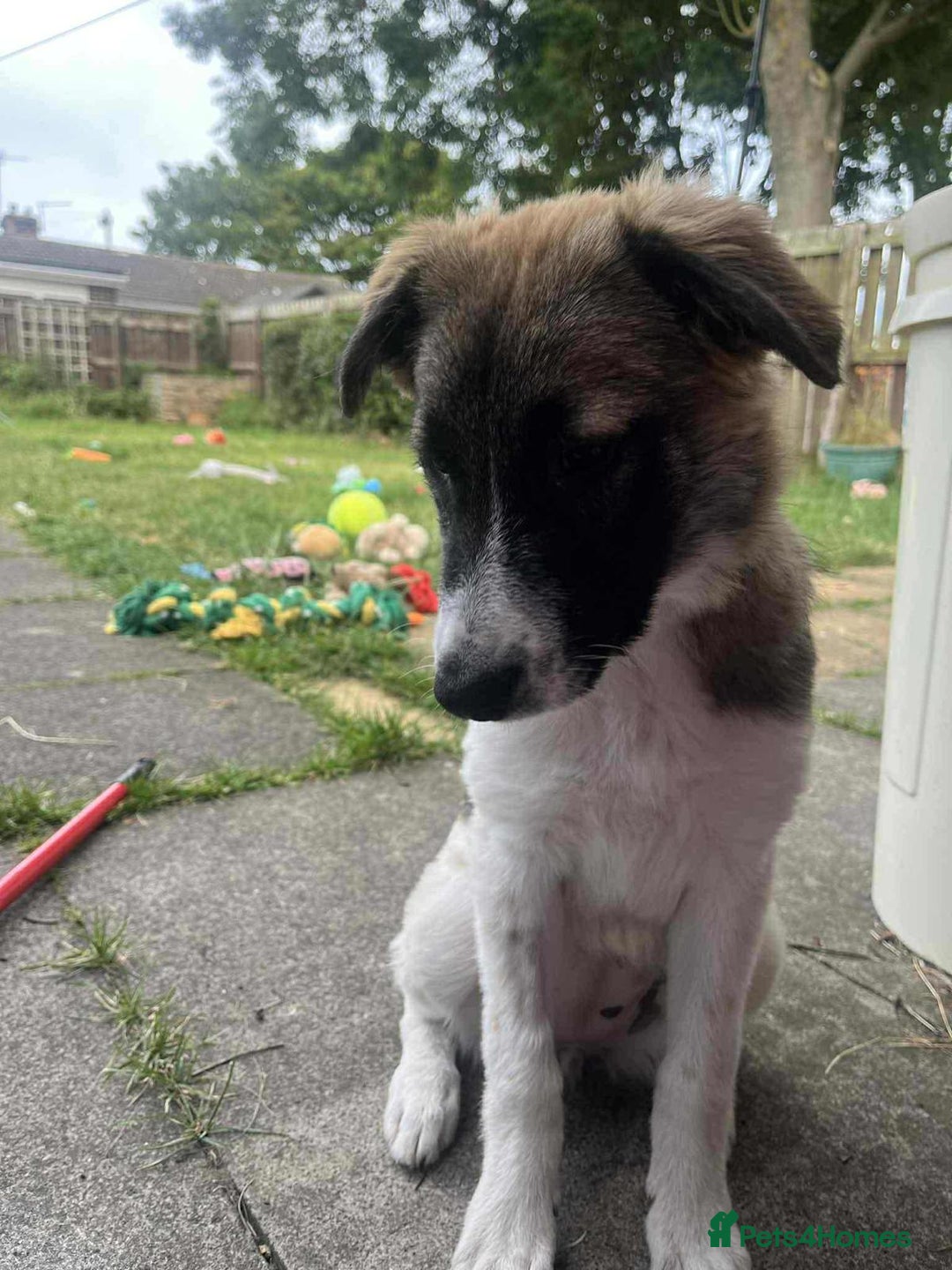 Mixed Breed dogs for adoption: Mica  - Image 5