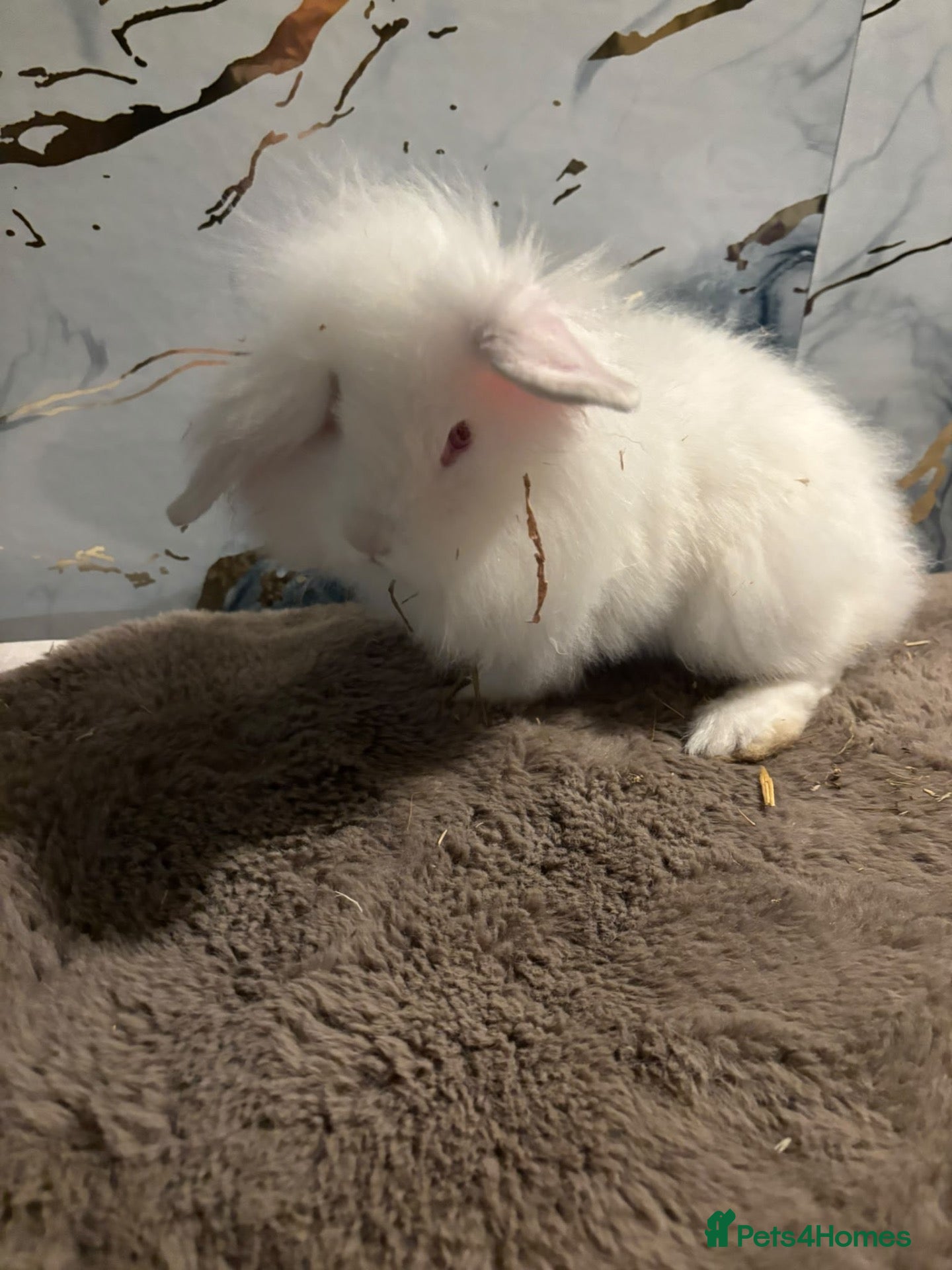 Angora rabbits 10 week old teddy widder Buck  - Advert 1