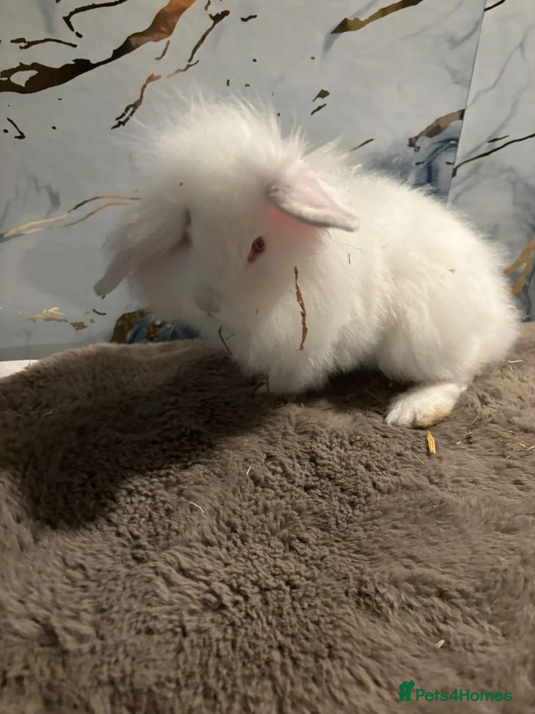 Angora rabbits for sale: 10 week old teddy widder Buck  - Advert 1