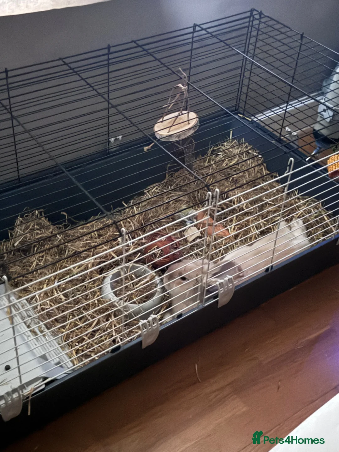 Mini Lop rabbits for sale: Holland lop rabbit female in Solihull - Advert 5