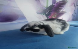 Mini Lop rabbits for sale: Mini lop bunnies  - Image 9
