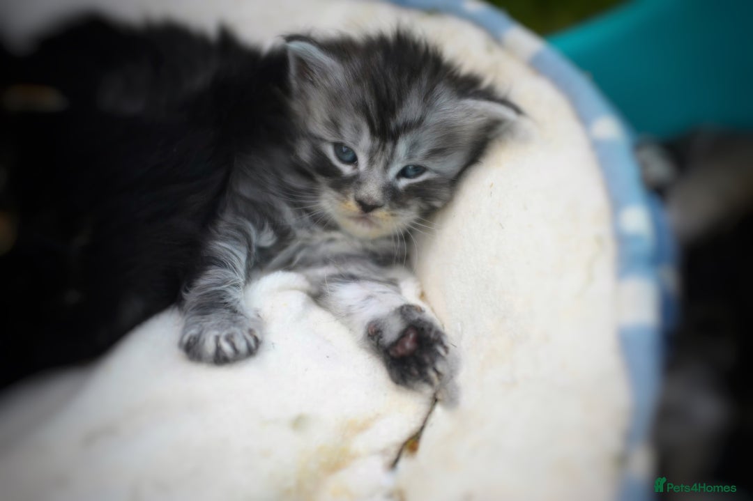 Maine Coon cats for sale: FULL Mainecoon kittens  - Image 19