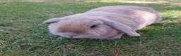 Mini Lop rabbits for sale: Female sandy/grey colour Mini Lop - 2 1/2yrs old.  - Advert 2