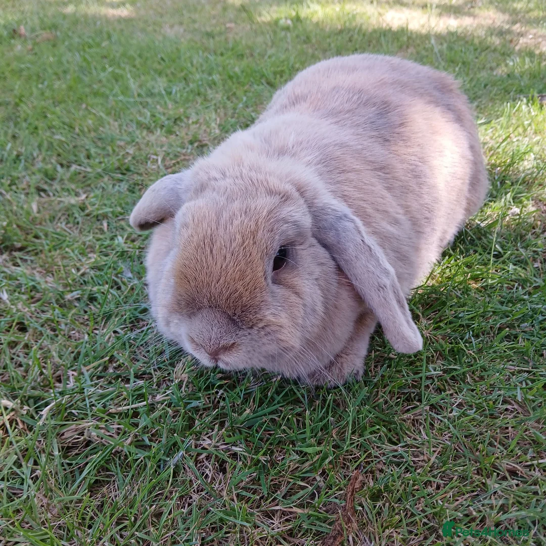 Mini Lop rabbits for sale: Female sandy/grey colour Mini Lop - 2 1/2yrs old.  - Advert 2