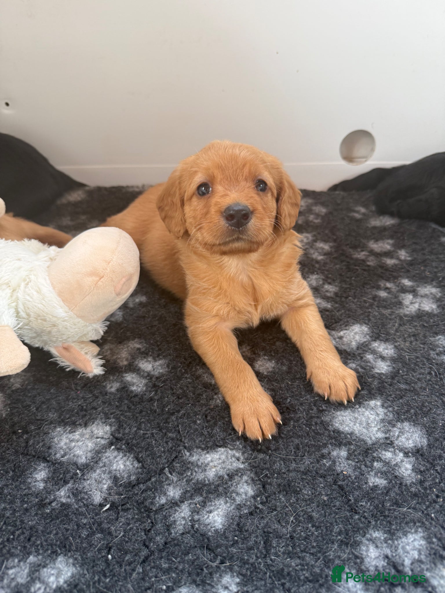 Labradoodle dogs Miniature labradoodles  - Advert 2