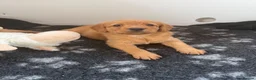 Labradoodle dogs for sale: Miniature labradoodles  - Advert 8
