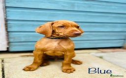 Hungarian Vizsla dogs for sale: KC registered hungarian vizsla puppies - Image 5