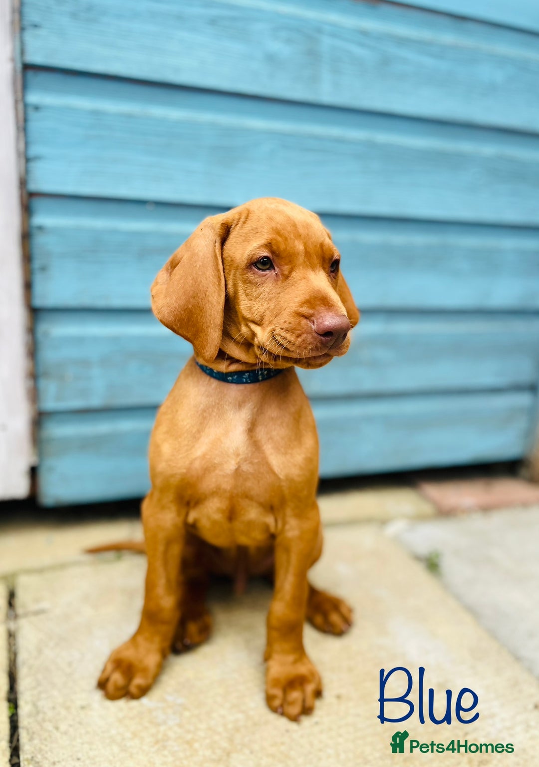 Hungarian Vizsla dogs for sale: KC registered hungarian vizsla puppies - Image 5