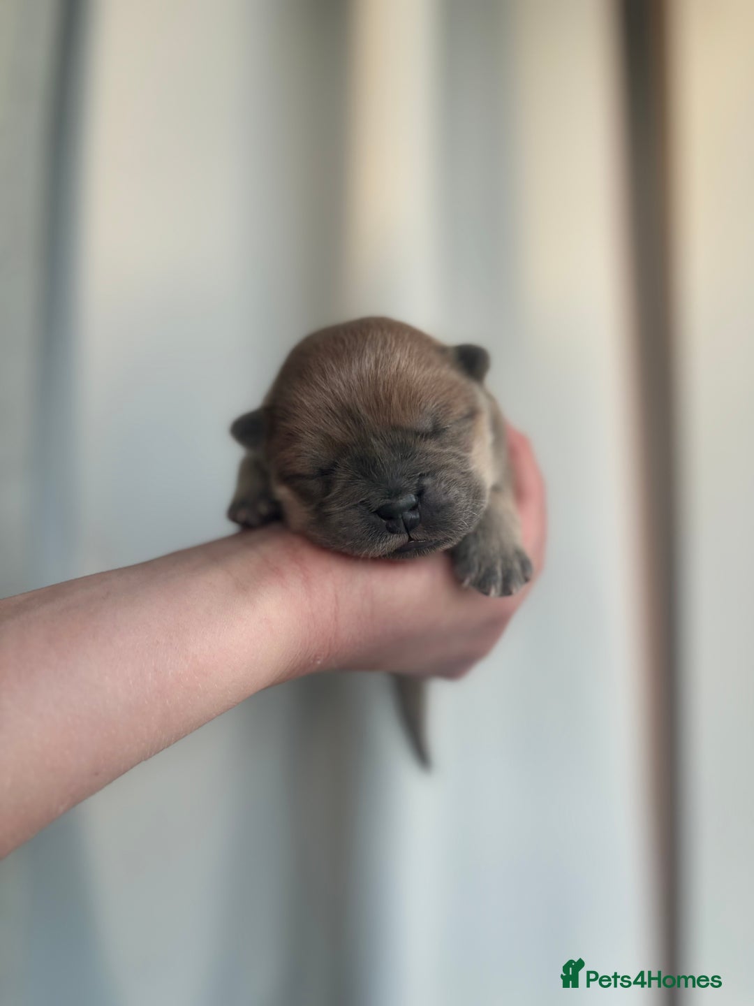 Chow Chow dogs for sale: Champion pedigree chow chow puppies in Northampton - Image 11