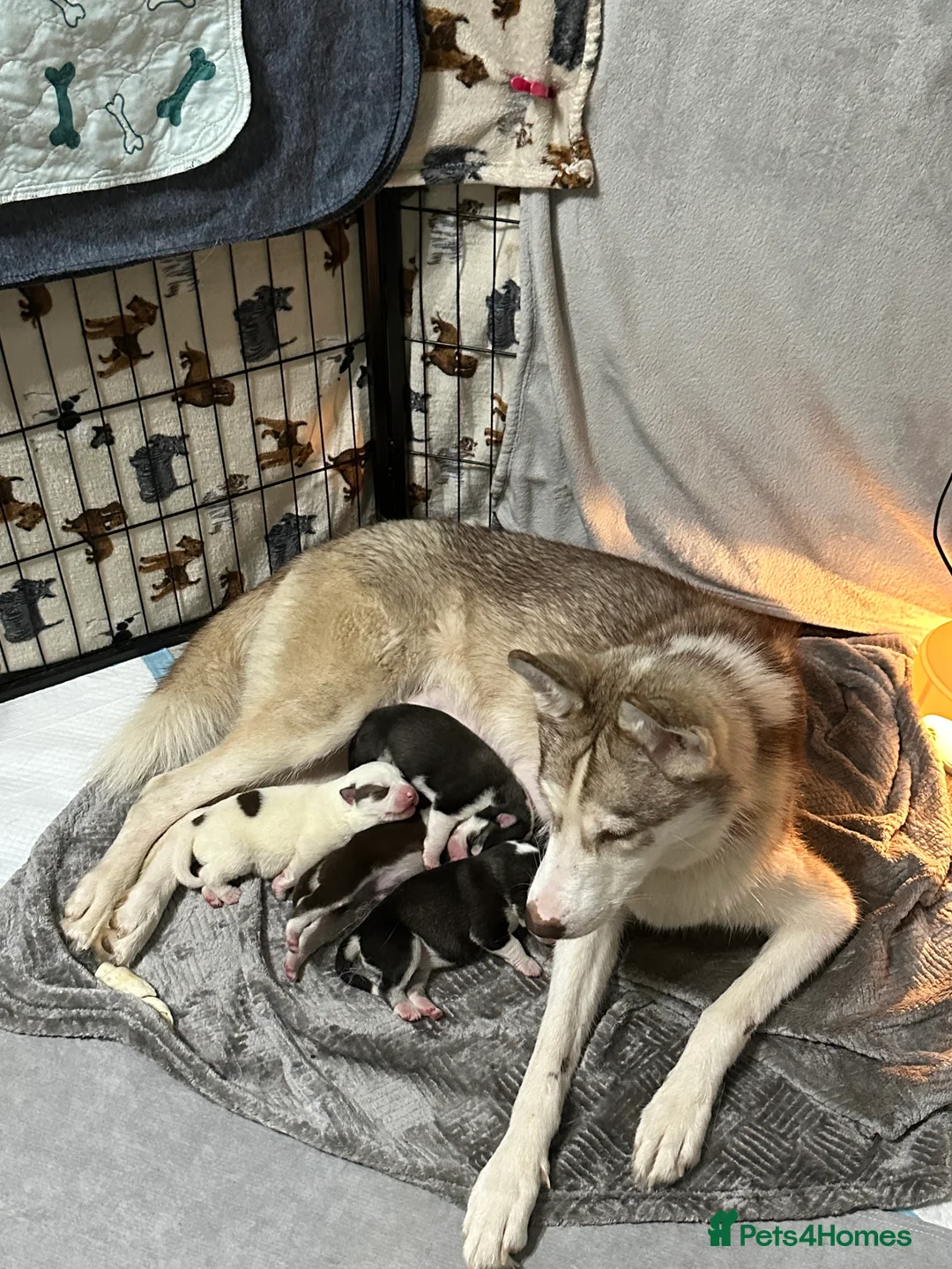 Siberian Husky dogs for sale: 4 Beautiful Siberian Husky Puppies - Advert 20