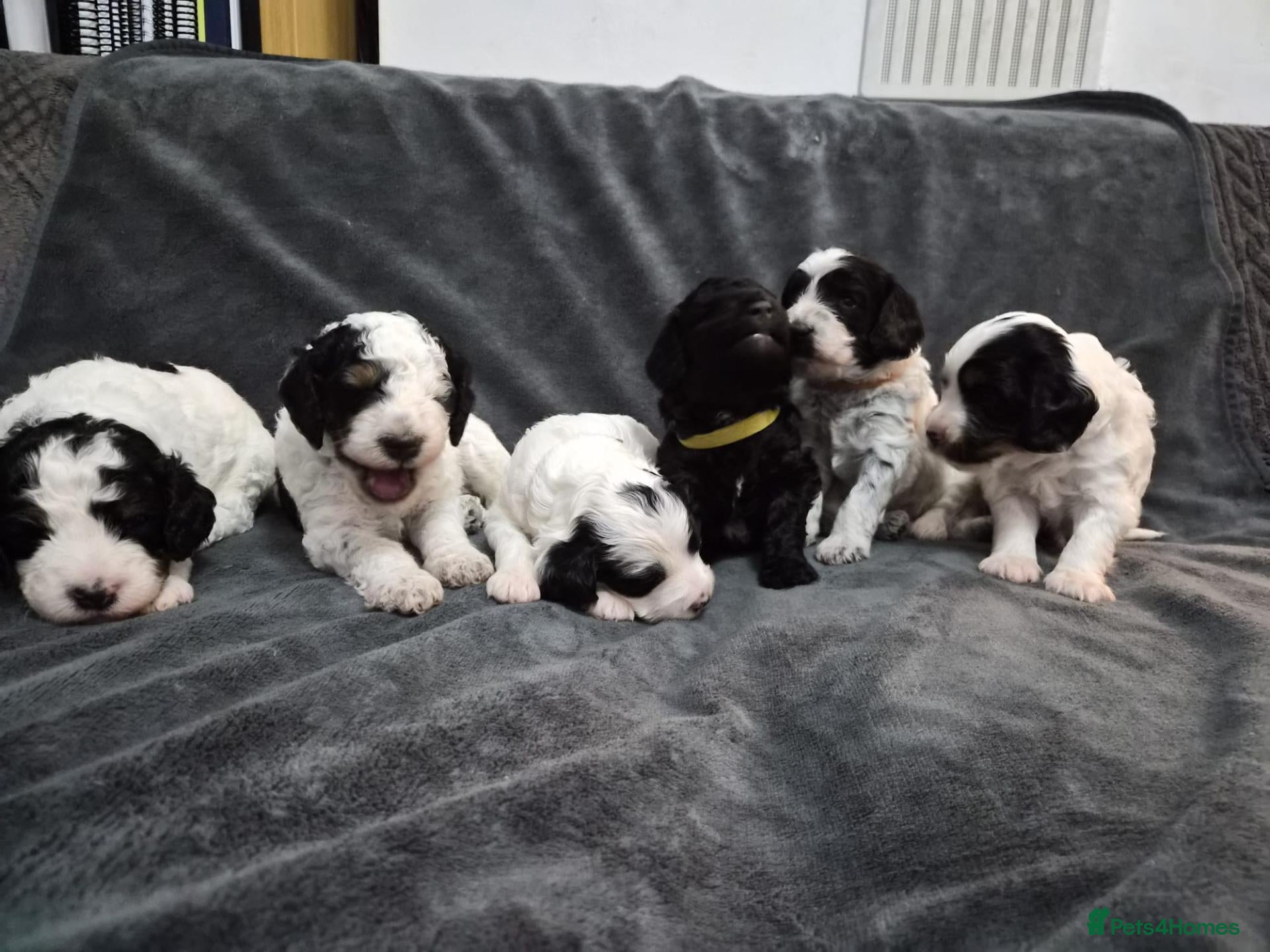Cockapoo dogs Beautiful Cockapoo Puppies (5 Boys, 1 Girl) - Advert 2
