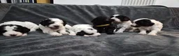 Cockapoo dogs for sale: Beautiful Cockapoo Puppies (5 Boys, 1 Girl) in Doncaster - Advert 2