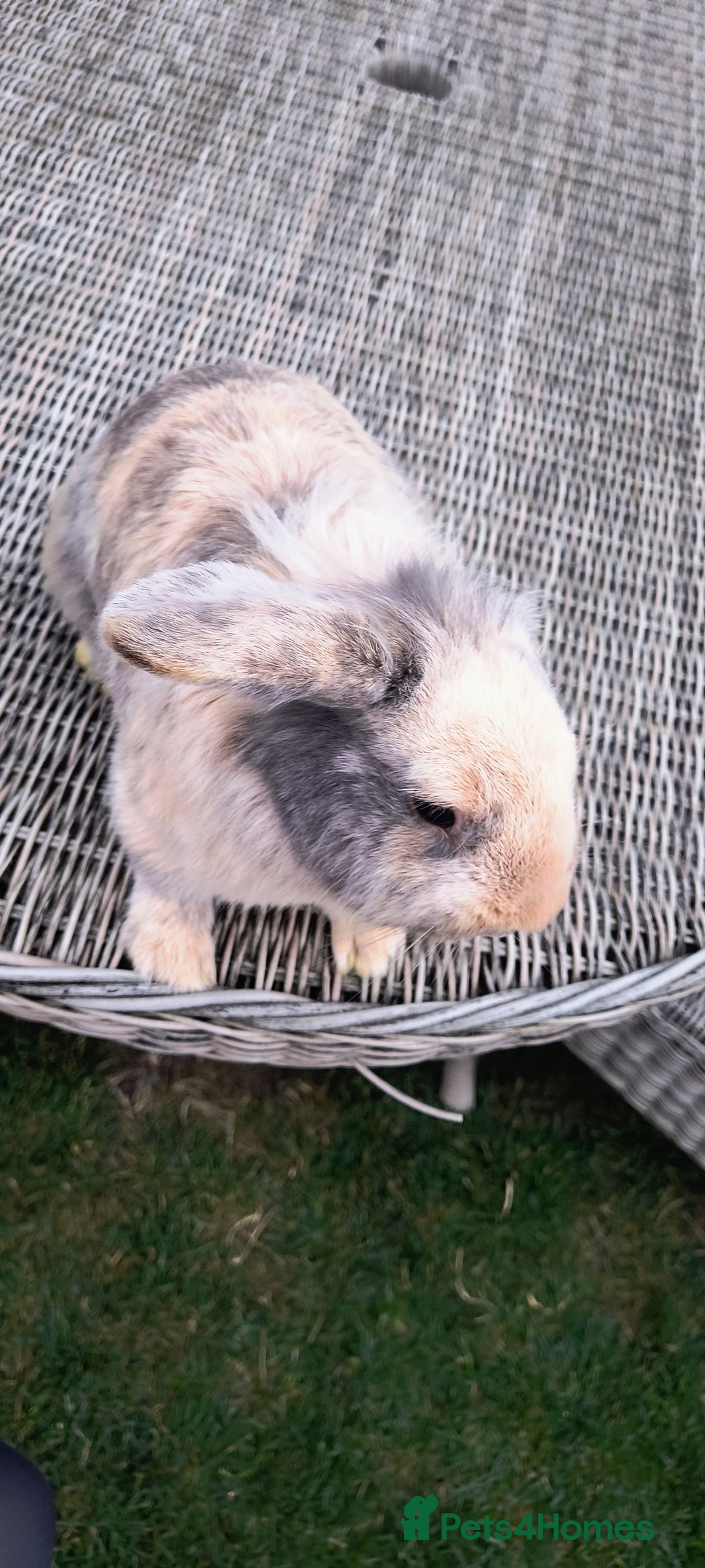Mini Lop rabbits for sale: Mini lop *PLEASE READ* - Image 5