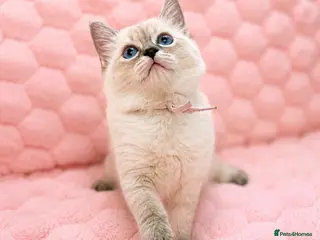Ragdoll cats 💫 Exquisite Blue Female Ragdoll - Advert 2